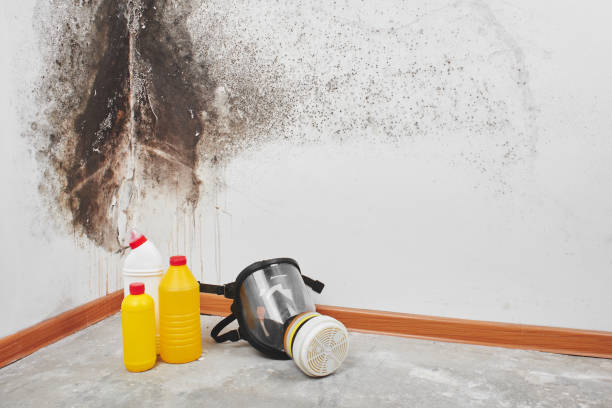 Best Commercial Mold Removal  in Big Lake, WA