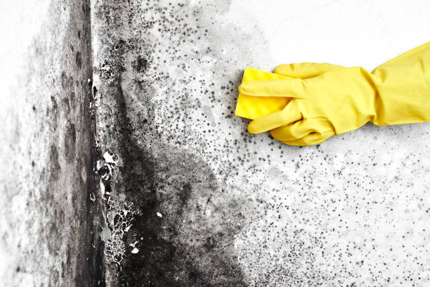 Best Certified Mold Removal  in Big Lake, WA