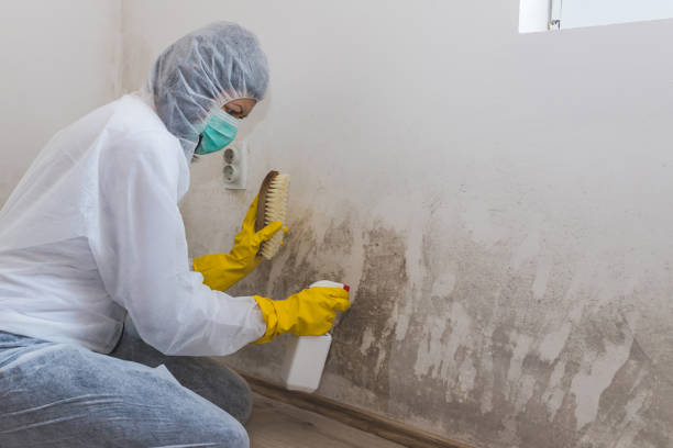 Professional Mold Removal in Big Lake, WA