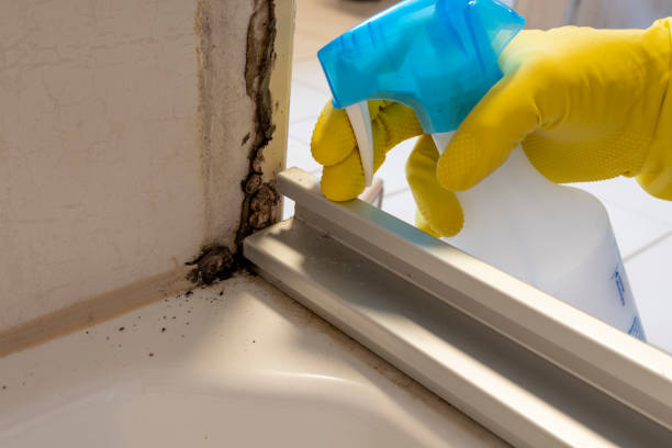 Best Black Mold Removal  in Big Lake, WA