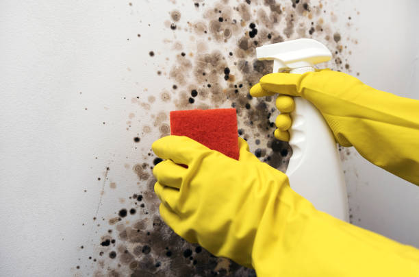 Best Mold Damage Repair  in Big Lake, WA