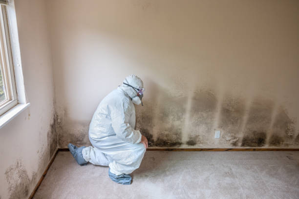 Best Local Mold Removal Service  in Big Lake, WA