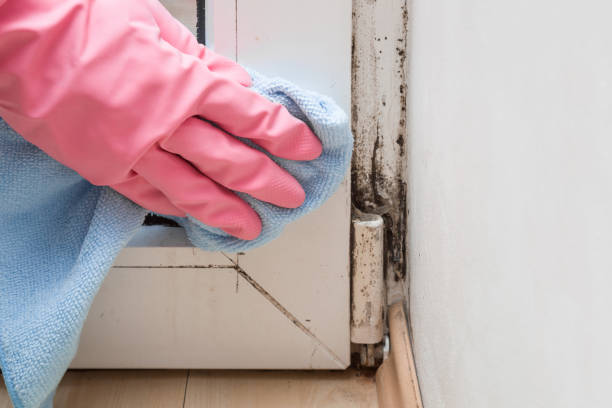Best Office Mold Removal Services  in Big Lake, WA