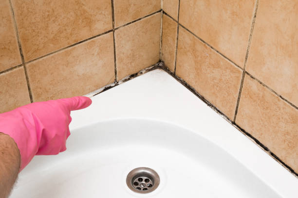 Best Mold Removal Company Near Me  in Big Lake, WA
